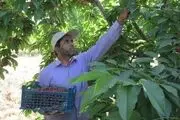 افزایش یک و نیم برابری قیمت گیلاس از مزرعه تا مغازه، نتیجه پشتکار دلالان