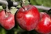 چرا سیب‌ روی دست ایران ماند؟