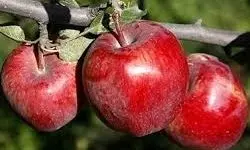 کاهش 500 هزار تنی تولید سیب نسبت به پارسال