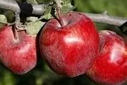 سیب دماوند با واردات سیب فرانسه به خوراک دام می شود