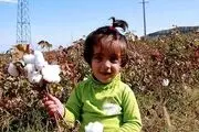 دشت مغان سپید شد / تصاویر