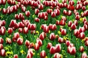 جشنواره گلهای بهاری/گزارش تصویری