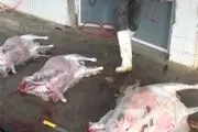 وضعیت بهداشت نامناسب کشتارگاه کهنوج را چه کسی باید پیگیری کند؟