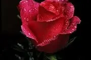 پاداش نیکی به شوهر