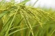  برنج ایرانی شناسنامه دار می شود