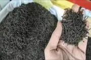 ماجراهای چای رانت پهلو!
