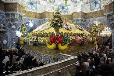 گل آرایی ضریح مطهر حضرت معصومه(س)/ گزارش تصویری 