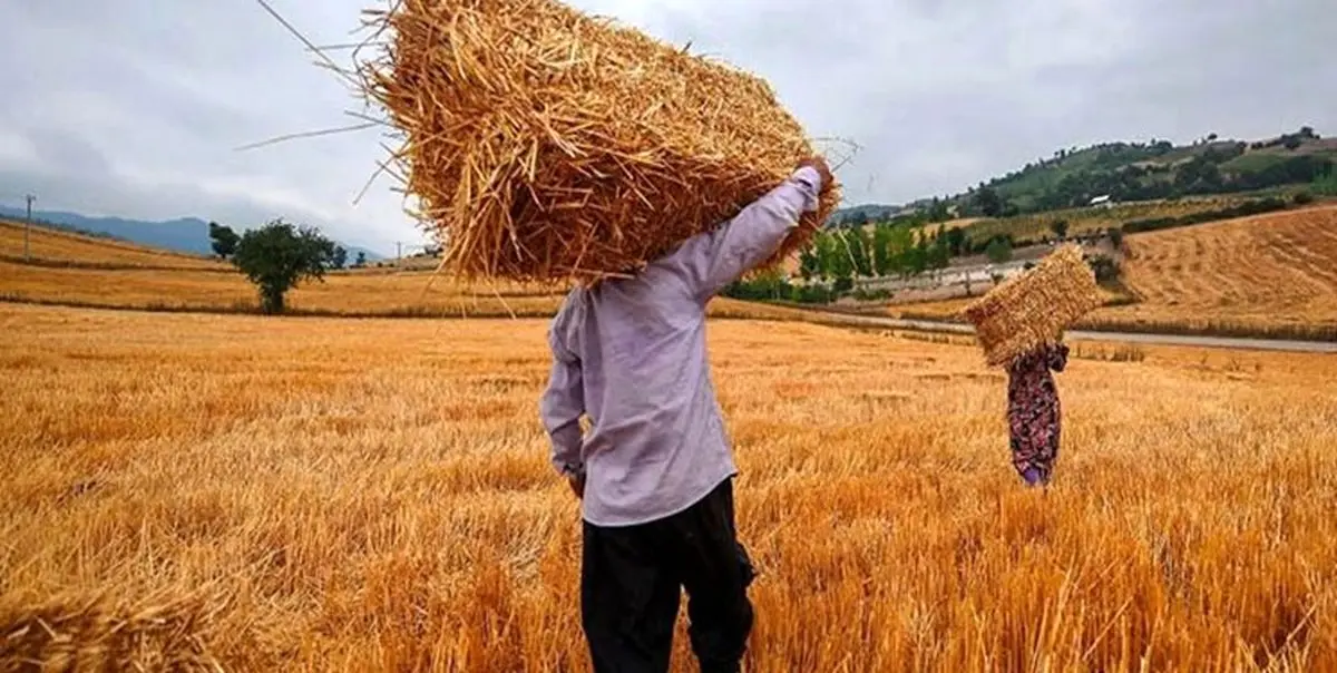 خبر خوش قالیباف برای گندمکاران