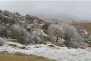 شکارچی کبک یخ زد