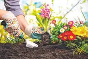 چه گیاهی را در بهار بکاریم؟