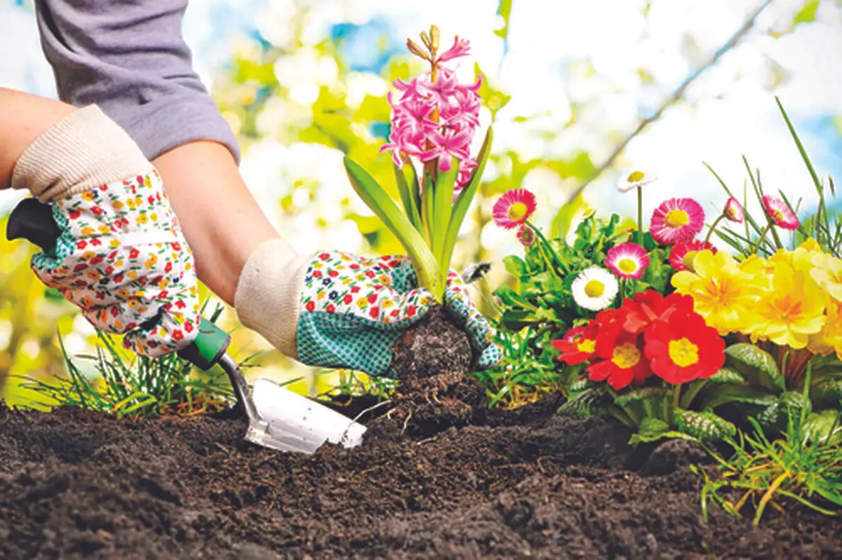 چه گیاهی را در بهار بکاریم؟