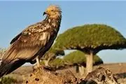 جزیره شگفتی‌ها در یمن جنگ زده/گزارش تصویری