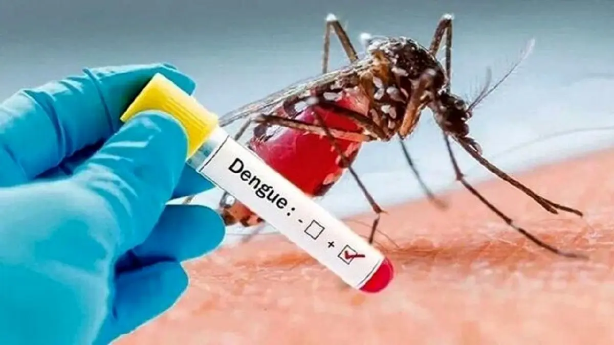 خطر ابتلا به تب دنگی در این گروههای حساس بیشتر است