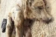 لاشه یک قلاده خرس قهوه ای در باغات سی سخت +تصویر