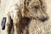 لاشه یک قلاده خرس قهوه ای در باغات سی سخت +تصویر