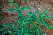 گیاهی معجزه گر برای درمان سریع سنگ کلیه و صفرا