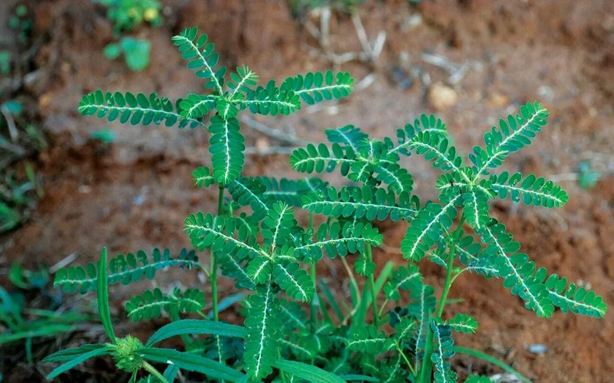 بهترین گیاهان دارویی برای پرورش در خانه
