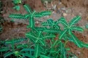 گیاهی معجزه گر برای درمان سریع سنگ کلیه و صفرا
