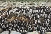 کشف موجودی ناشناخته و مرموز درسواحل انگلیس/عکس 
