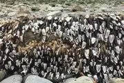 کشف موجودی ناشناخته و مرموز درسواحل انگلیس/عکس 