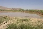 کشت برنج در 2050 هکتار از اراضی کشاورزی زنجان