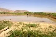 کشت برنج در 2050 هکتار از اراضی کشاورزی زنجان