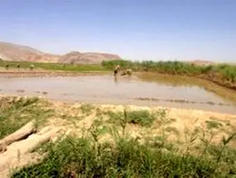کشت برنج در 2050 هکتار از اراضی کشاورزی زنجان