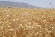 آخرین وضعیت  پرداخت مطالبات گندمکاران و خرید تضمینی گندم