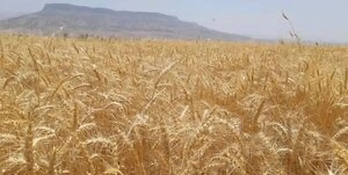 
فاجعه غذایی در راه است!

