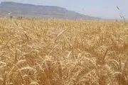 آخرین وضعیت  پرداخت مطالبات گندمکاران و خرید تضمینی گندم