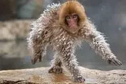 برندگان مسابقه عکاسی کمدی حیوانات‎/ گزارش تصویری
