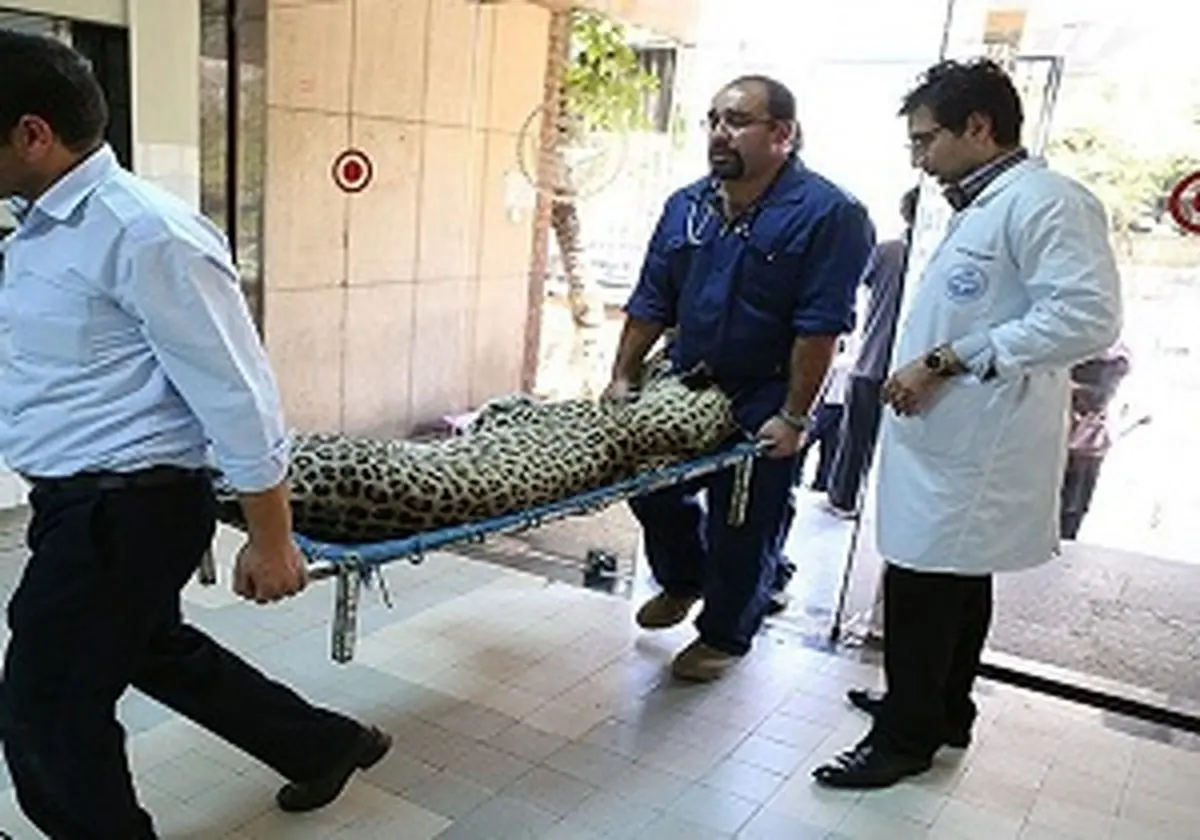 نجات گربه سان وحشی نادر در گیلانغرب