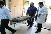 
نجات گربه سان وحشی نادر در گیلانغرب
