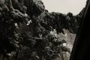 پیاده راهی در نوک درختان!/ عکس