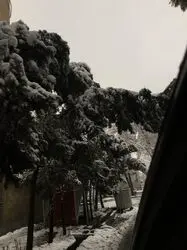 درخت1