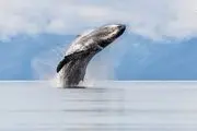  کثیف‌ترین نهنگ دنیا/ عکس