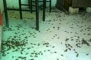 جولان جیرجیرکها بر فضای مهران