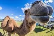 شترآزاری در سیرک، ۷ مجروح به جا گذاشت