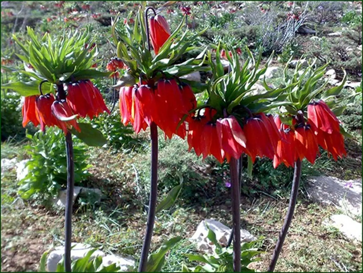 لاله های واژگون در سپیدان+تصویر