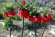 لاله های واژگون در سپیدان+تصویر