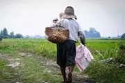 زنگ خطری برای نابودی کشت برنج در شمال کشور