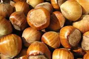 فندق و خواص دارویی