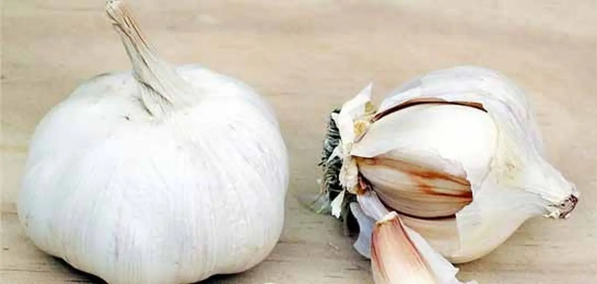 روشهای از بین بردن بوی سیر از دهان