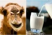 جوانی را با شیر شتر به خود ارزانی کنید /کمک به کنترل دیابت و بهبود حساسیت به انسولین
