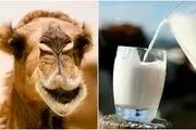 جوانی را با شیر شتر به خود ارزانی کنید /کمک به کنترل دیابت و بهبود حساسیت به انسولین
