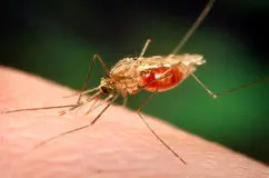 مهاجرت مالاریا به دلیل گرمای هوا