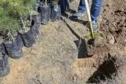 بیش از ۲۵۰ میلیون اصله نهال تولید شد
