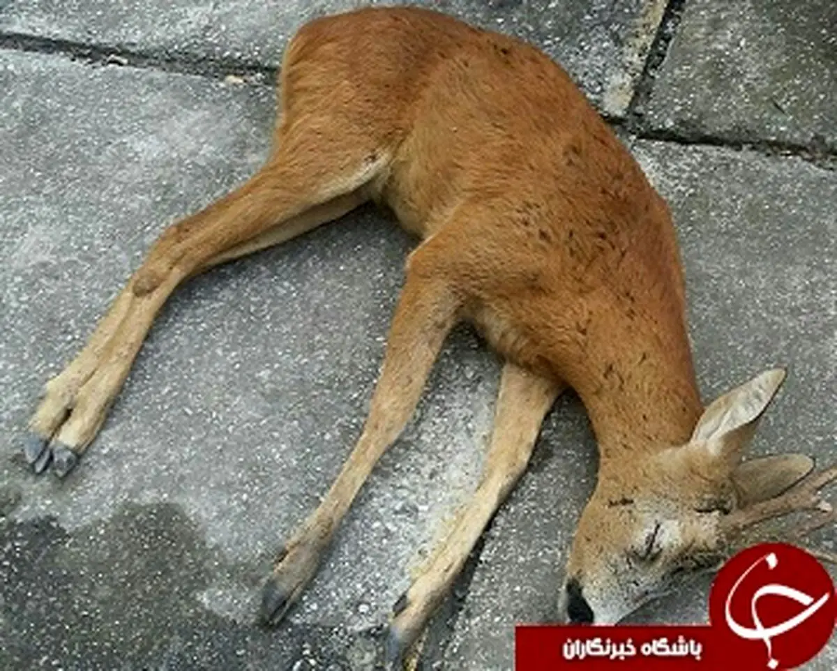 درمان شوکای زخمی در چالوس+ تصاویر