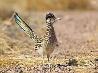 میگ میگ