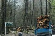 لایحه‌ای برای مبارزه با جنگل‌خواری نیست